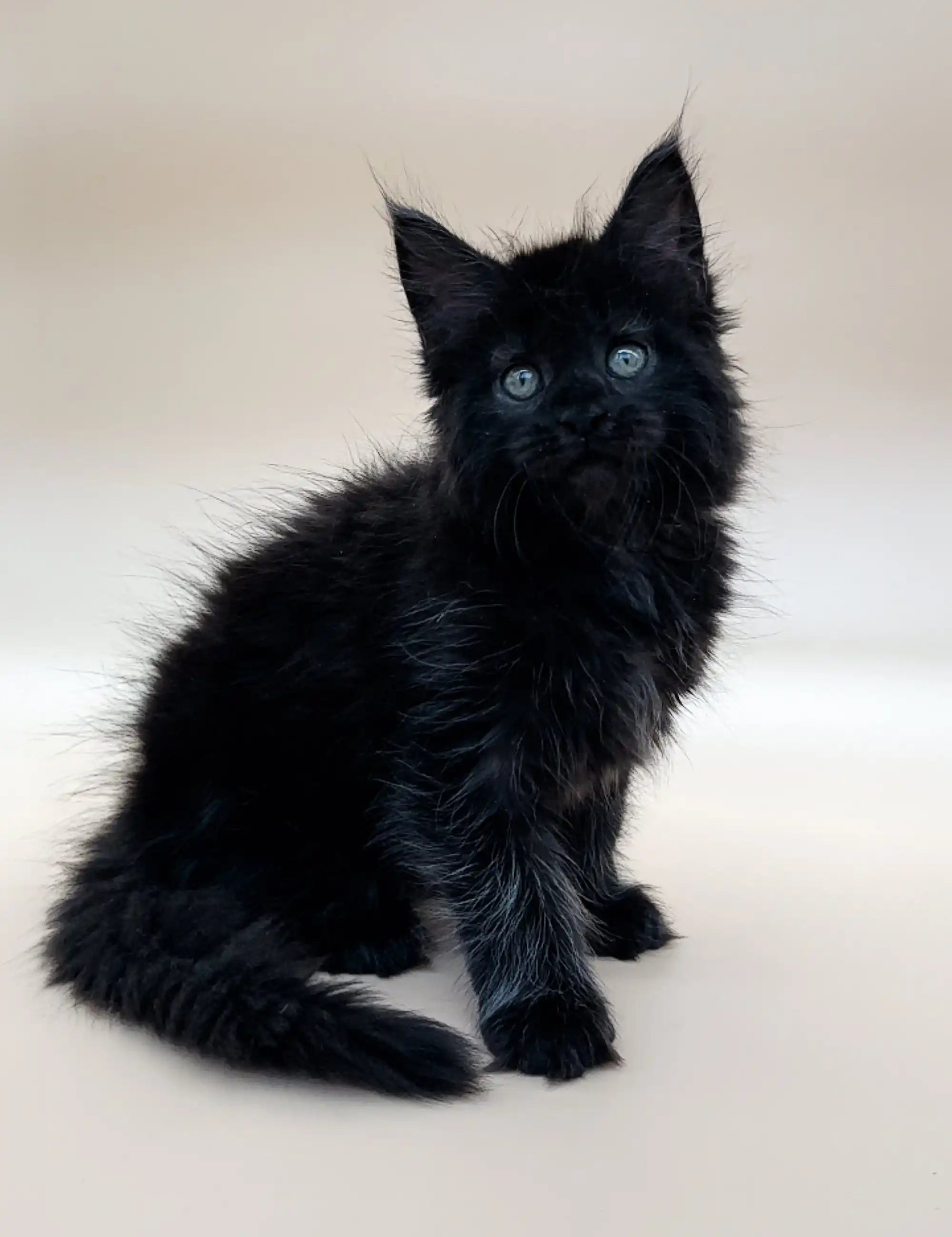 Maine Coon Kittens for Sale Emma | Kitten
