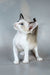 Emma | oriental shorthair kitten