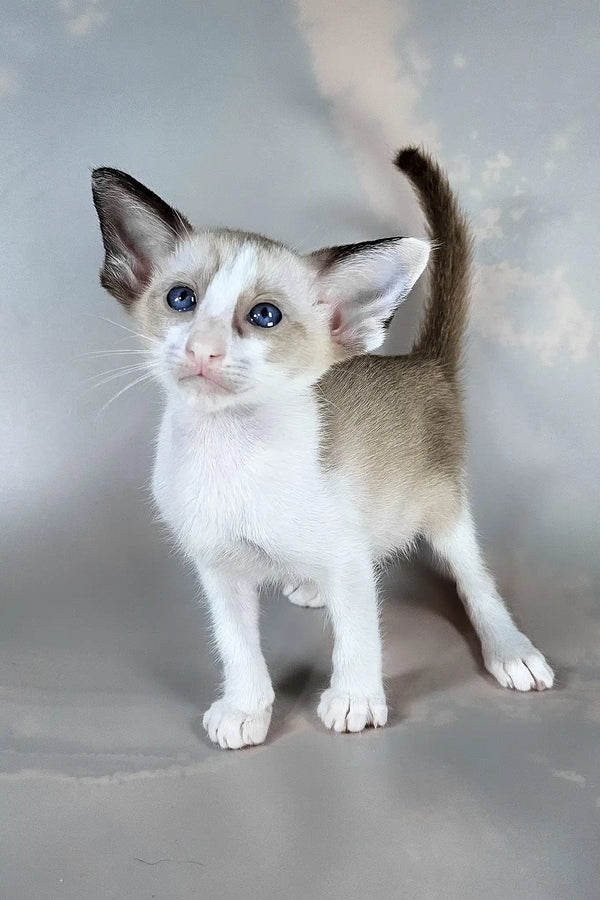 Emma | oriental shorthair kitten