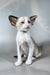 Emma | oriental shorthair kitten