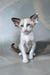 Emma | oriental shorthair kitten