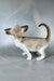 Emma | oriental shorthair kitten