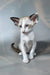Emma | oriental shorthair kitten