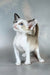 Emma | oriental shorthair kitten