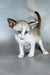 Emma | oriental shorthair kitten