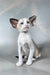 Emma | oriental shorthair kitten