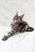 Gray Maine Coon kitten named Emma, a cute Polydactyl feline friend