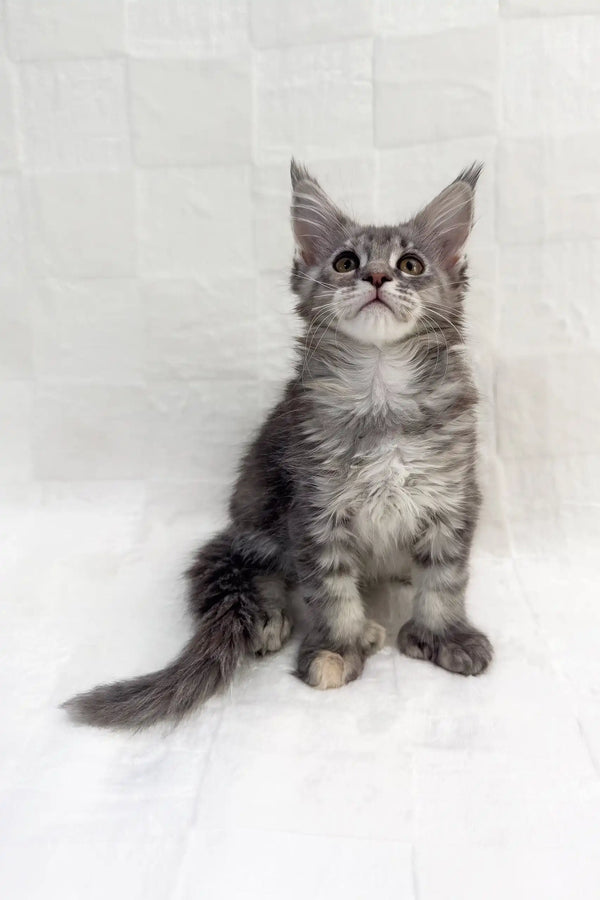 Gray tabby kitten named Emma from the Polydactyl Maine Coon breed