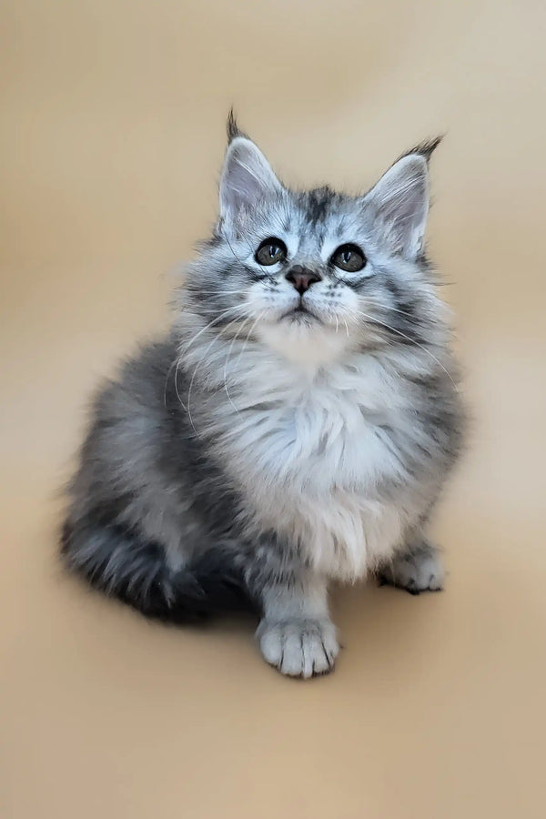 Emmy | maine coon kitten