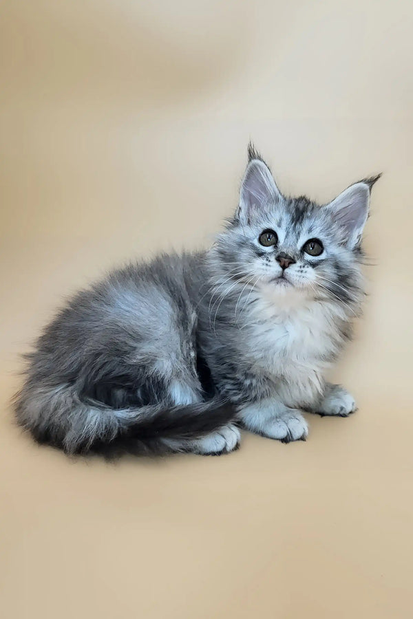 Emmy | maine coon kitten