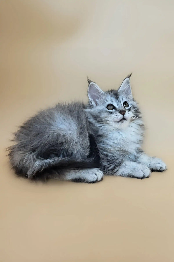 Emmy | maine coon kitten