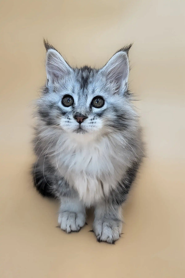 Emmy | maine coon kitten