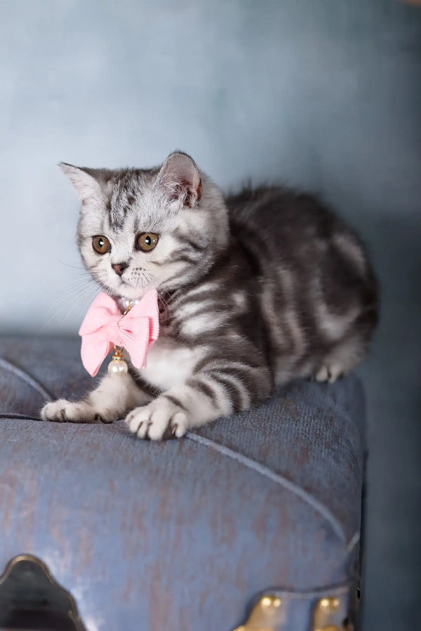 Grey and white striped Scottish Straight kitten named Emmy sporting a pink bow tie