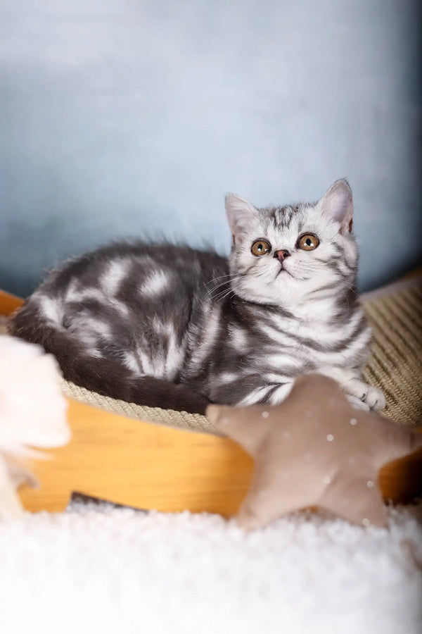 Cute Grey and White Striped British Shorthair Cat on Cozy Bedding, Emmy Kitten