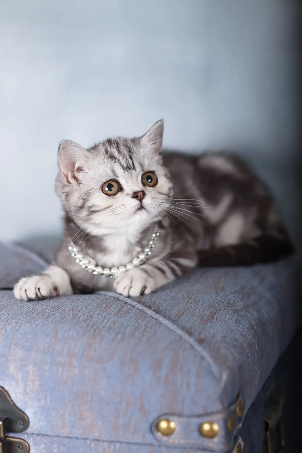 Grey and white tabby cat with a pearl necklace from Emmy, the Scottish Straight Kitten