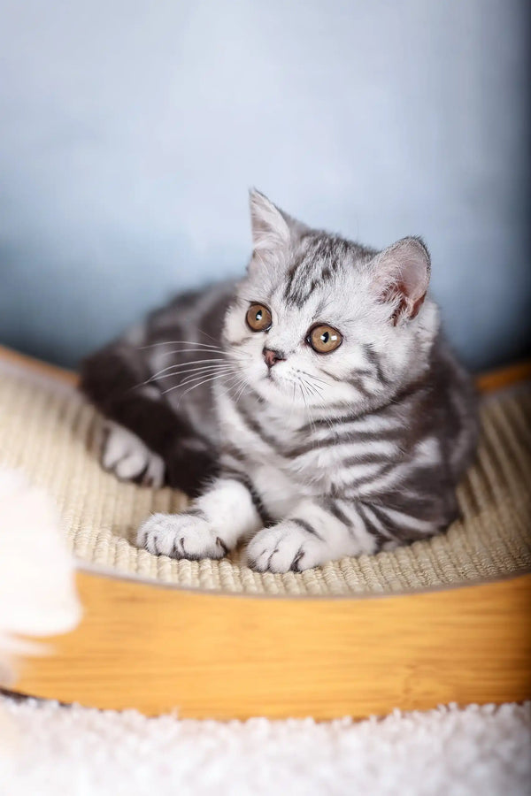Silver tabby Scottish Fold kitten cozy on a woven bed, Emmy the adorable cutie