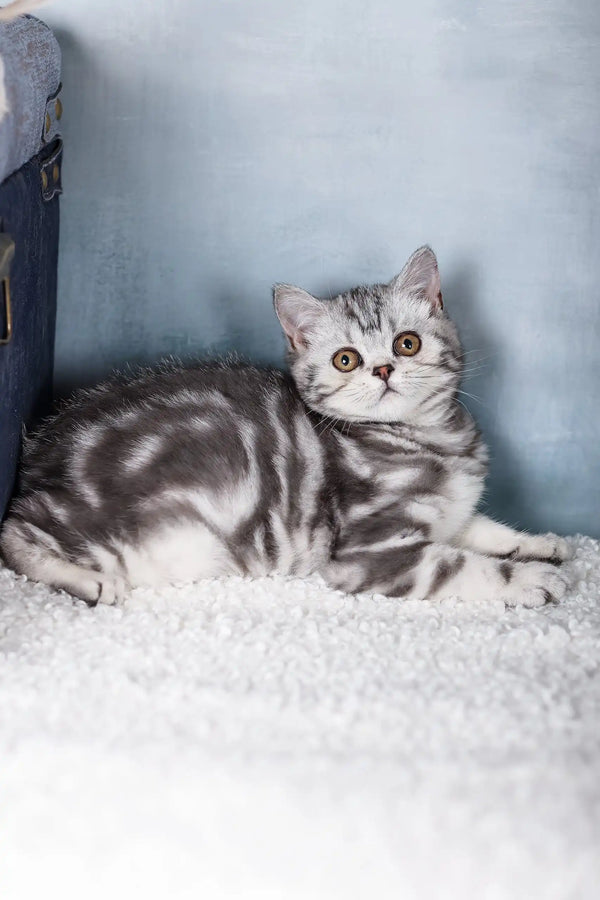 Silver Tabby British Shorthair cat lounging on soft white fabric, perfect for Emmy