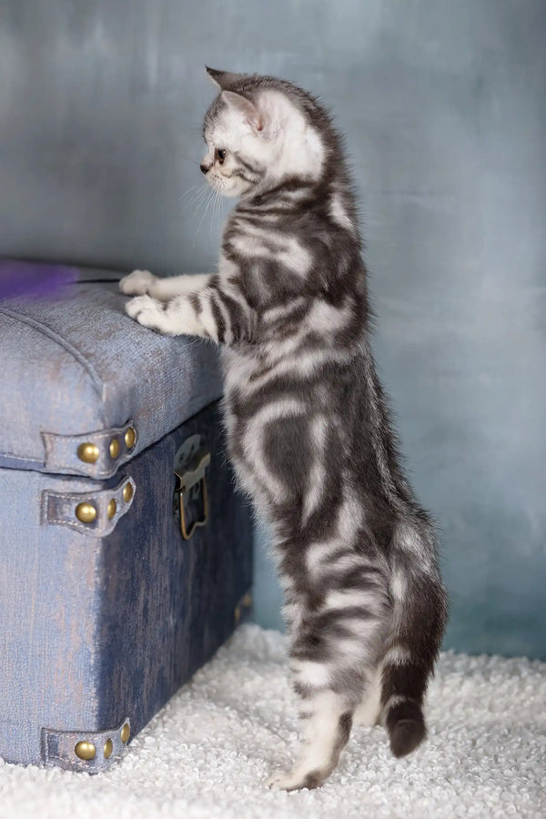 Silver tabby cat standing on hind legs by trunk, showcasing Emmy the Scottish Straight Kitten