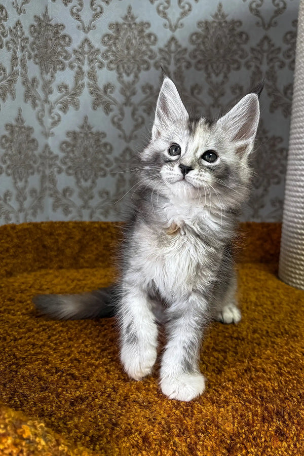 Emochka | maine coon kitten