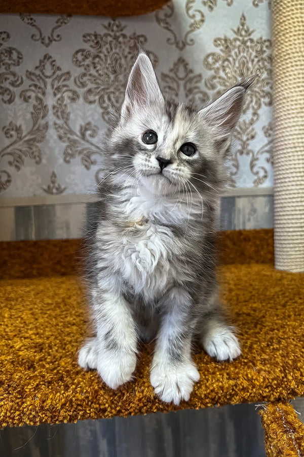 Emochka | maine coon kitten
