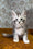 Emochka | Maine Coon Kitten