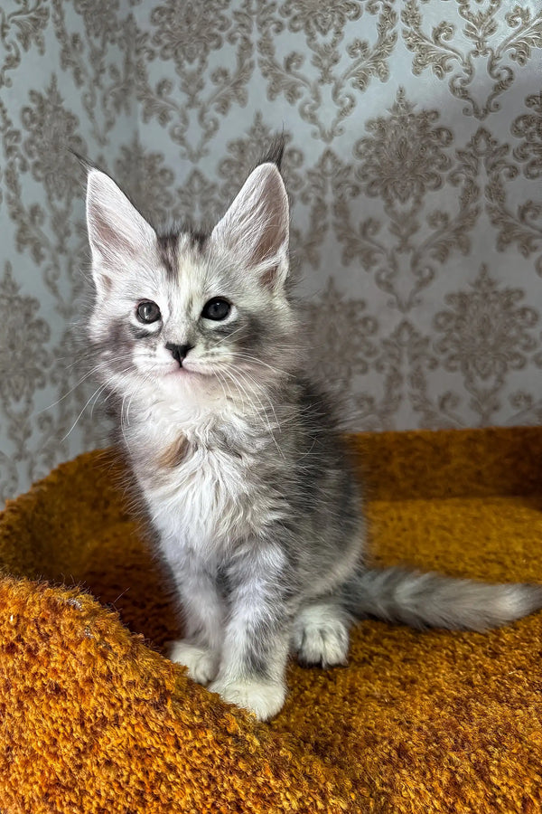 Emochka | maine coon kitten