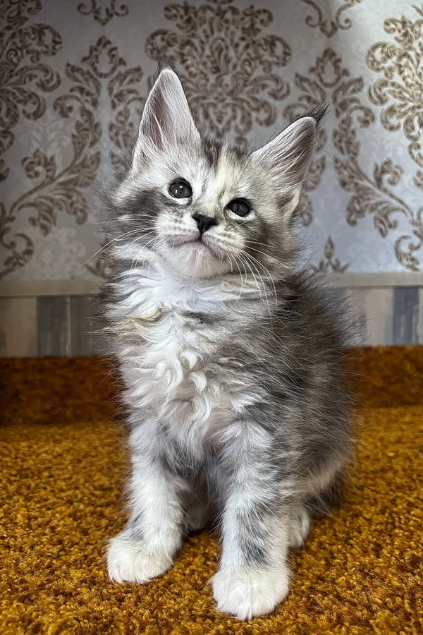 Emochka | maine coon kitten
