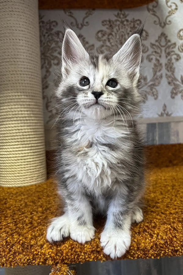 Emochka | maine coon kitten