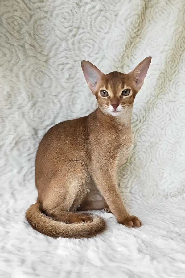 Emon | abyssinian kitten