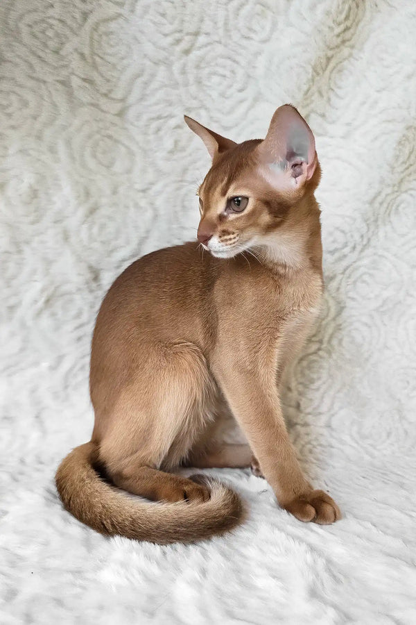 Emon | abyssinian kitten