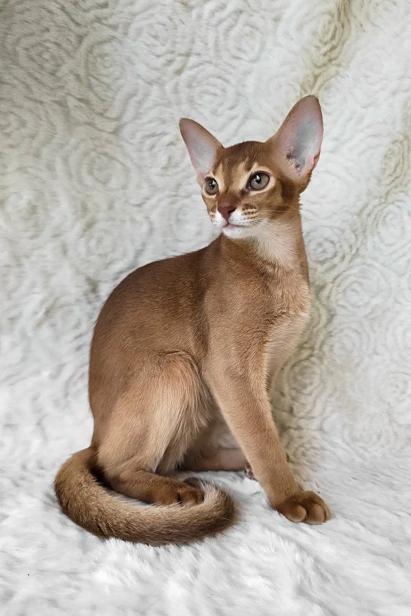 Emon | abyssinian kitten