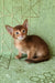 Emon | abyssinian kitten