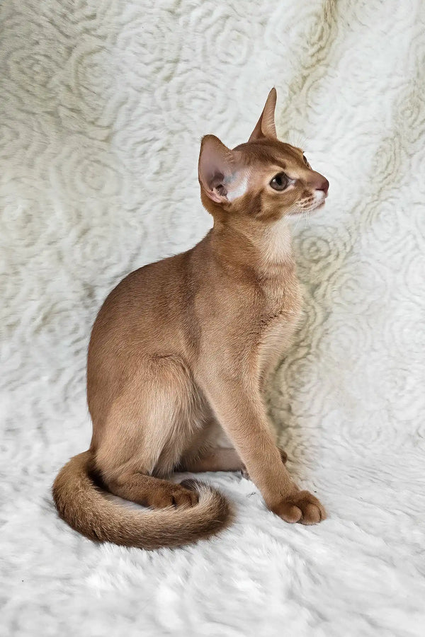 Emon | abyssinian kitten