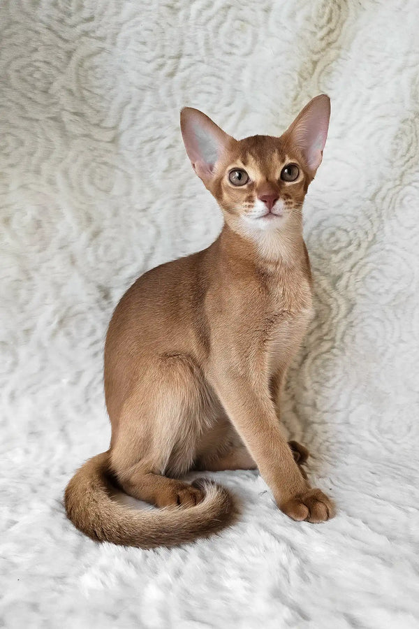 Emon | abyssinian kitten