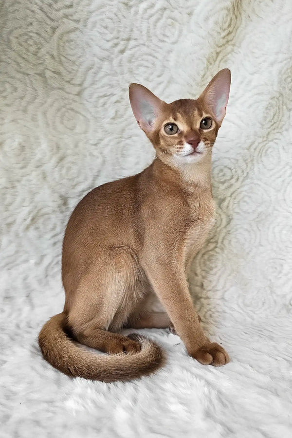 Emon | abyssinian kitten
