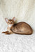 Emon | abyssinian kitten