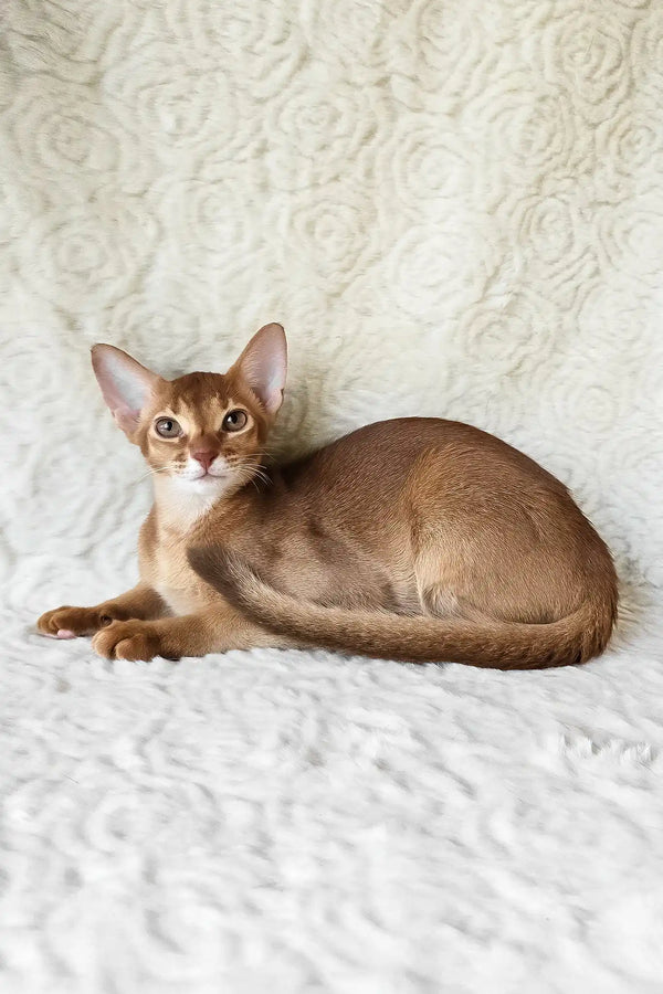 Emon | abyssinian kitten