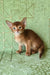 Emon | abyssinian kitten