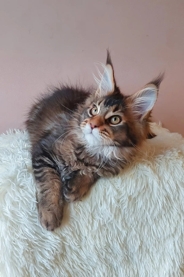 Adorable Maine Coon kitten from Emperial, perfect for pet lovers and families!