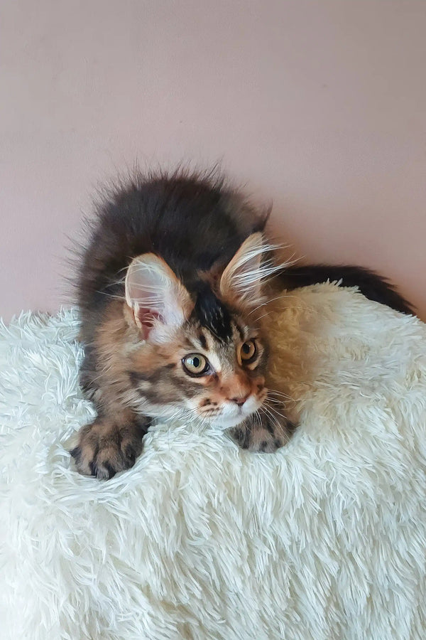 Alert Somali cat in the Emperial Maine Coon Kitten product setting