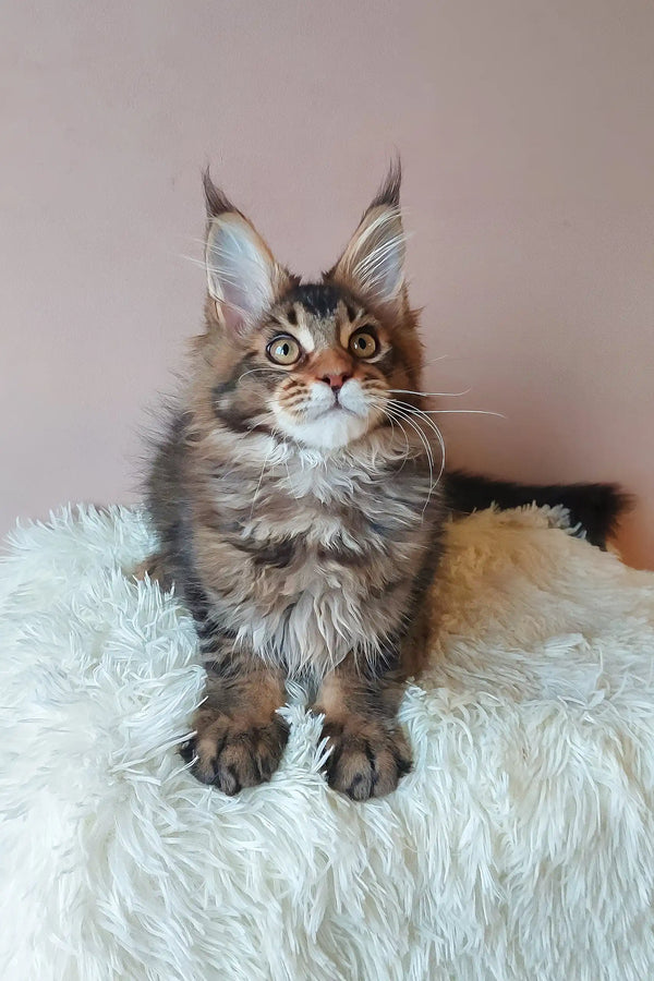 Brown tabby Maine Coon kitten from Emperial, super cute and fluffy pet option!