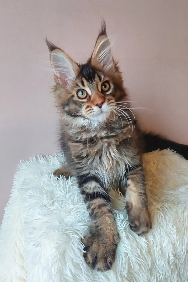 Brown tabby Maine Coon kitten from Emperial, adorable and playful companion