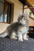 Gray and white Maine Coon kitten with ear tufts looking adorable for Emrys product