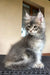 Fluffy gray Maine Coon kitten with large ears sitting on textured surface