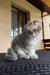 Fluffy gray Maine Coon kitten sitting on a cozy woven surface, looking adorable