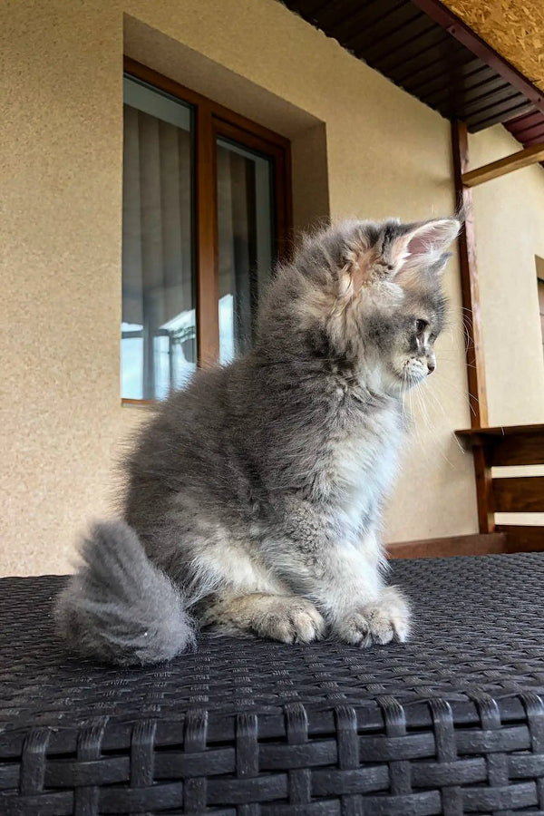 Fluffy gray Maine Coon kitten sitting on a cozy woven surface, looking adorable