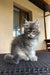 Gray fluffy Maine Coon kitten sitting on a woven surface, super adorable and playful