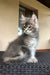 Fluffy gray Maine Coon kitten with tufted ears sitting upright, named Emrys