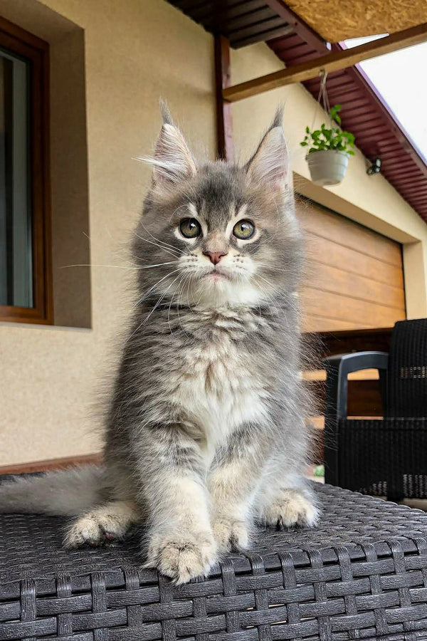 Fluffy gray Maine Coon kitten with bright eyes sitting upright, looking adorable