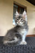 Fluffy gray Maine Coon kitten with big eyes sitting upright, super adorable and playful